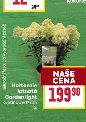 Hortenzie latnatá Garden light květináč 17 cm 1ks