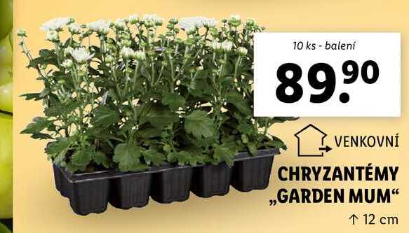 CHRYZANTÉMY ,,GARDEN MUM", 10 ks