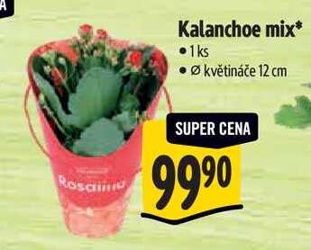 Kalanchoe mix