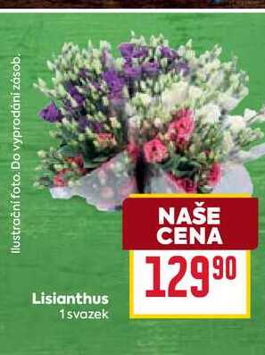 Lisianthus 1 svazek 