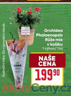 Orchidea Phalaenopsis Růže mix v košíku 1 výhon/1ks