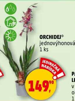 ORCHIDEJ jednovýhonová, 1 ks 