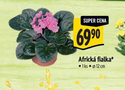   Africká fialka, pr. 12 cm 