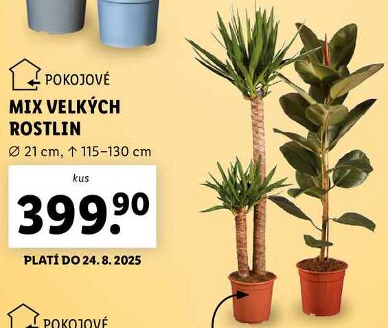 MIX VELKÝCH ROSTLIN 