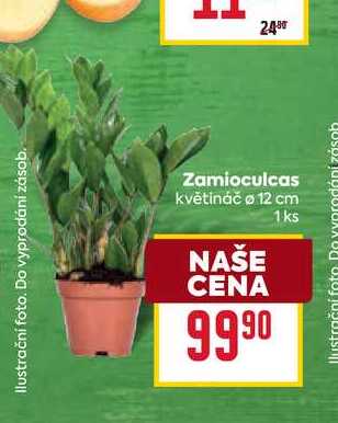 Zamioculcas květináč 12 cm 1ks 