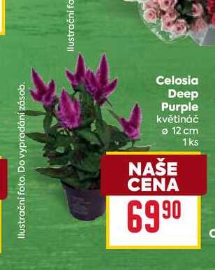 Celosia Deep Purple květináč 12 cm 1ks 