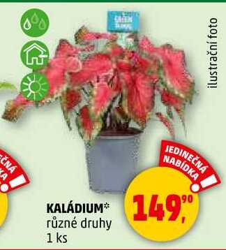 KALÁDIUM různé druhy, 1 ks  