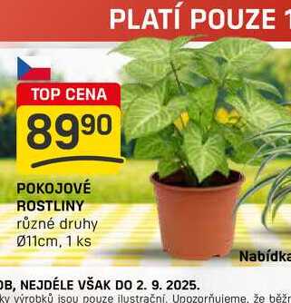 POKOJOVÉ ROSTLINY různé druhy 011cm, 1 ks 