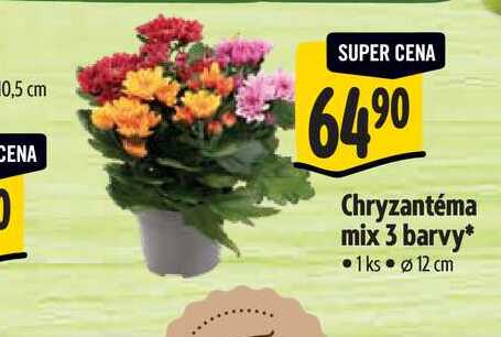   Chryzantéma mix 3 barv, pr. 12 cm 