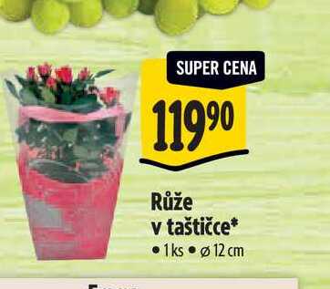 Růže v taštičce, pr. 12 cm