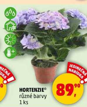 HORTENZIE různé barvy, 1 ks 