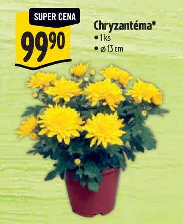 Chryzantéma