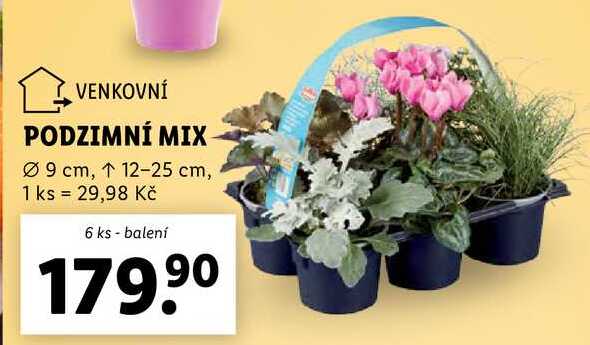 PODZIMNÍ MIX, 6 ks