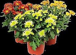 LISTOPADKA (CHRYSANTHEMUM INDICUM/MULTIFLORA)