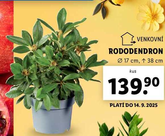 RODODENDRON 