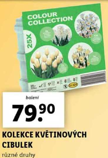KOLEKCE KVĚTINOVÝCH CIBULEK