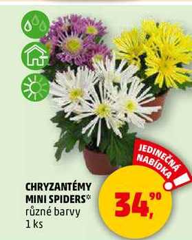 CHRYZANTÉMY MINI SPIDERS různé barvy, 1 ks 