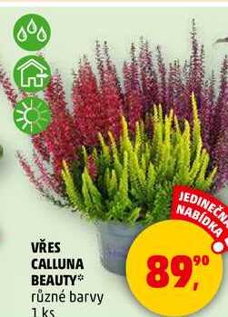 VŘES CALLUNA BEAUTY různé barvy, 1 ks 