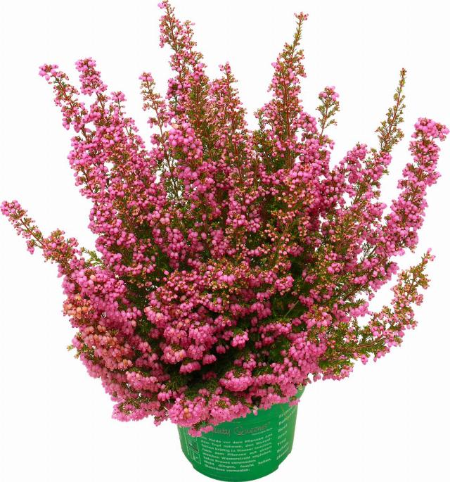 Vřesovec Beauty Queens Erica gracilis