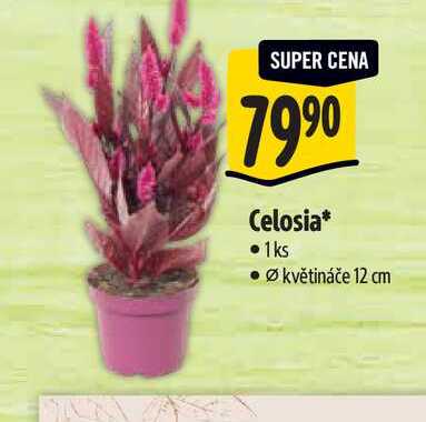   Celosia, pr. květináče 12 cm 