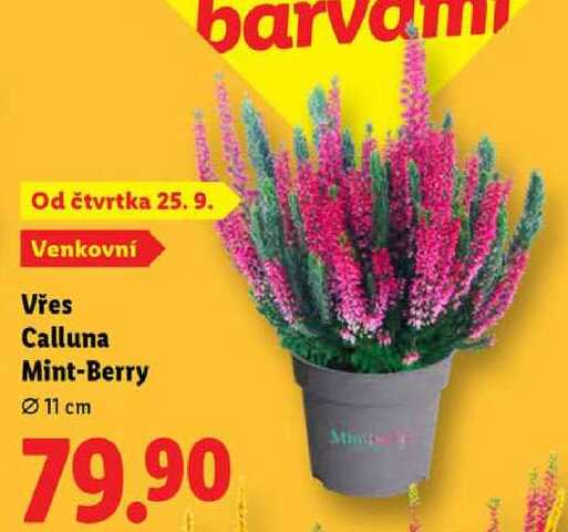 Vřes Calluna Mint-Berry 
