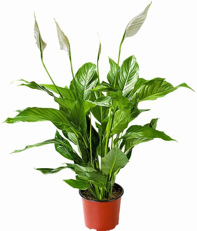 Spathiphyllum wallisii