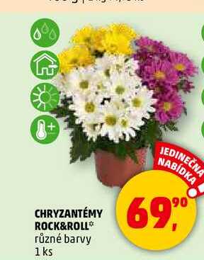 CHRYZANTÉMY ROCK&ROLL různé barvy, 1 ks 