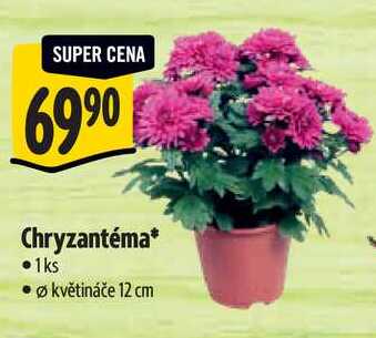 Chryzantéma