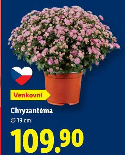 Chryzantéma 