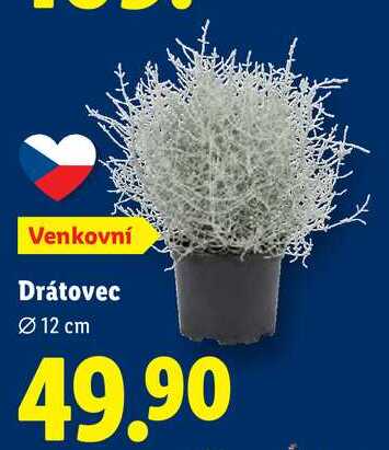 Drátovec