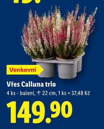 Vřes Calluna trio, 4 ks