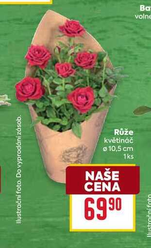Růže květináč 10,5 cm 1ks 