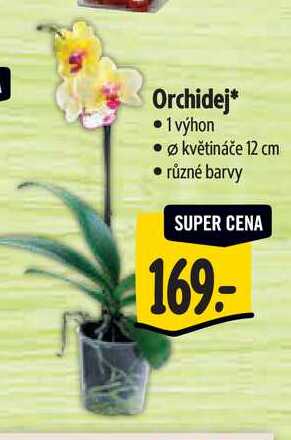 Orchidej 1 výhon, pr.  květináče 12 cm 