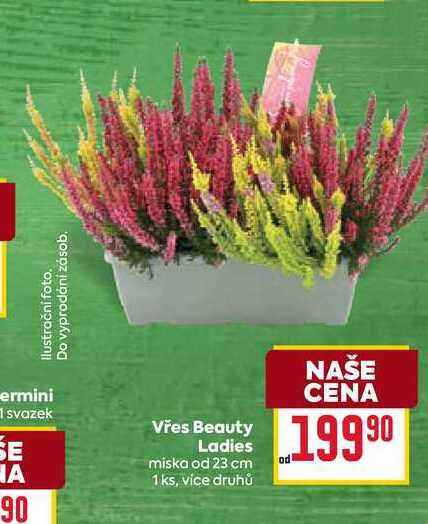 Vřes Beauty Ladies miska od 23 cm 1 ks