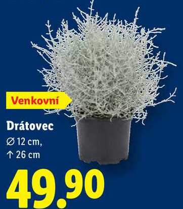 Drátovec 