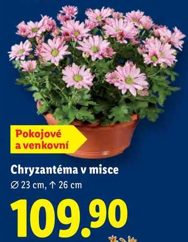 Chryzantéma v misce 