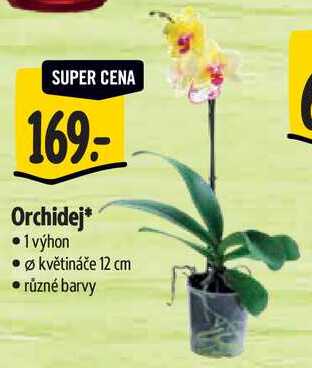 Orchidej