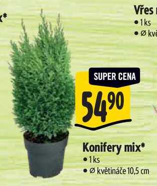 Konifery mix
