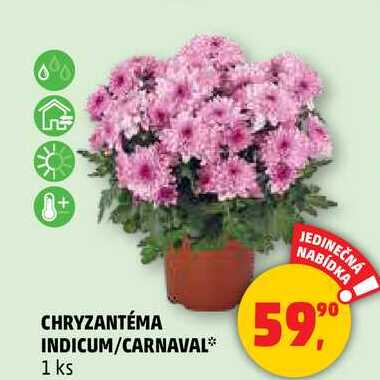 CHRYZANTÉMA, 1 ks 