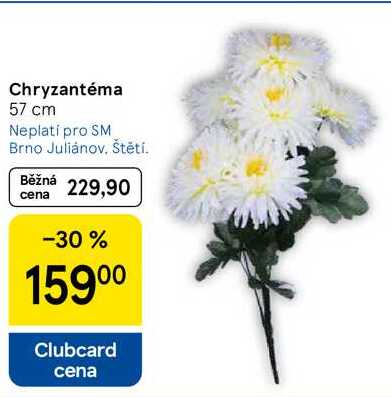 Chryzantéma, 57 cm  