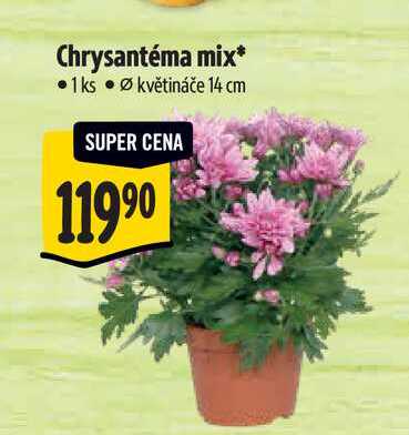 Chrysantéma mix, pr.  květináče 14 cm 