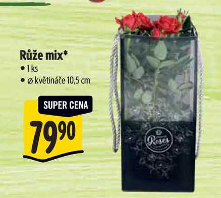 Růže mix, pr.květináče 10,5 cm 