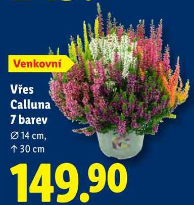 Vřes Calluna 7 barev