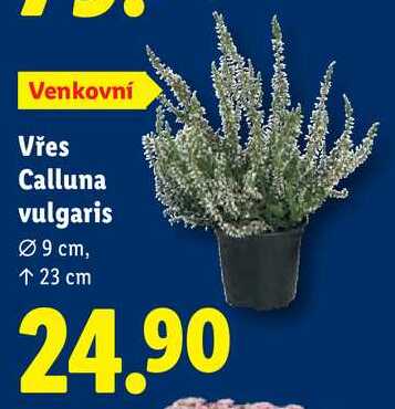 Vřes Calluna vulgaris 