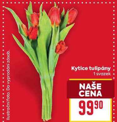 Kytice tulipány 1 svazek