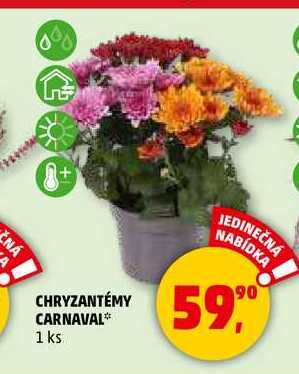 CHRYZANTÉMY CARNAVAL, 1 ks