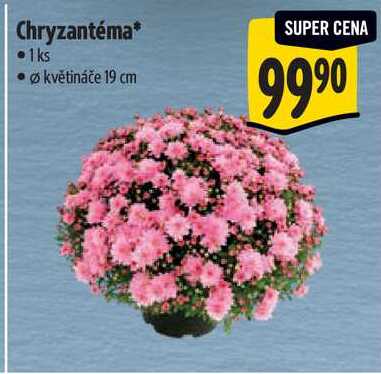 Chryzantéma