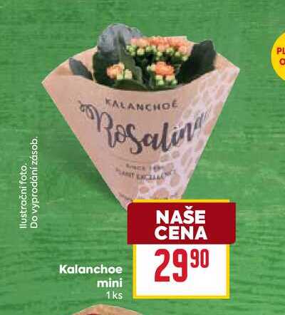 Kalanchoe mini 1ks