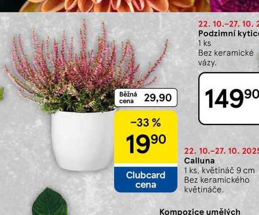 Calluna, 1 ks
