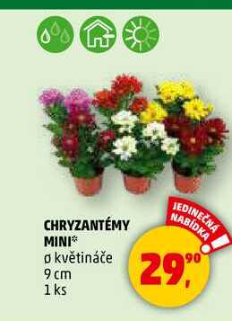 CHRYZANTÉMY MINI, 1 ks 